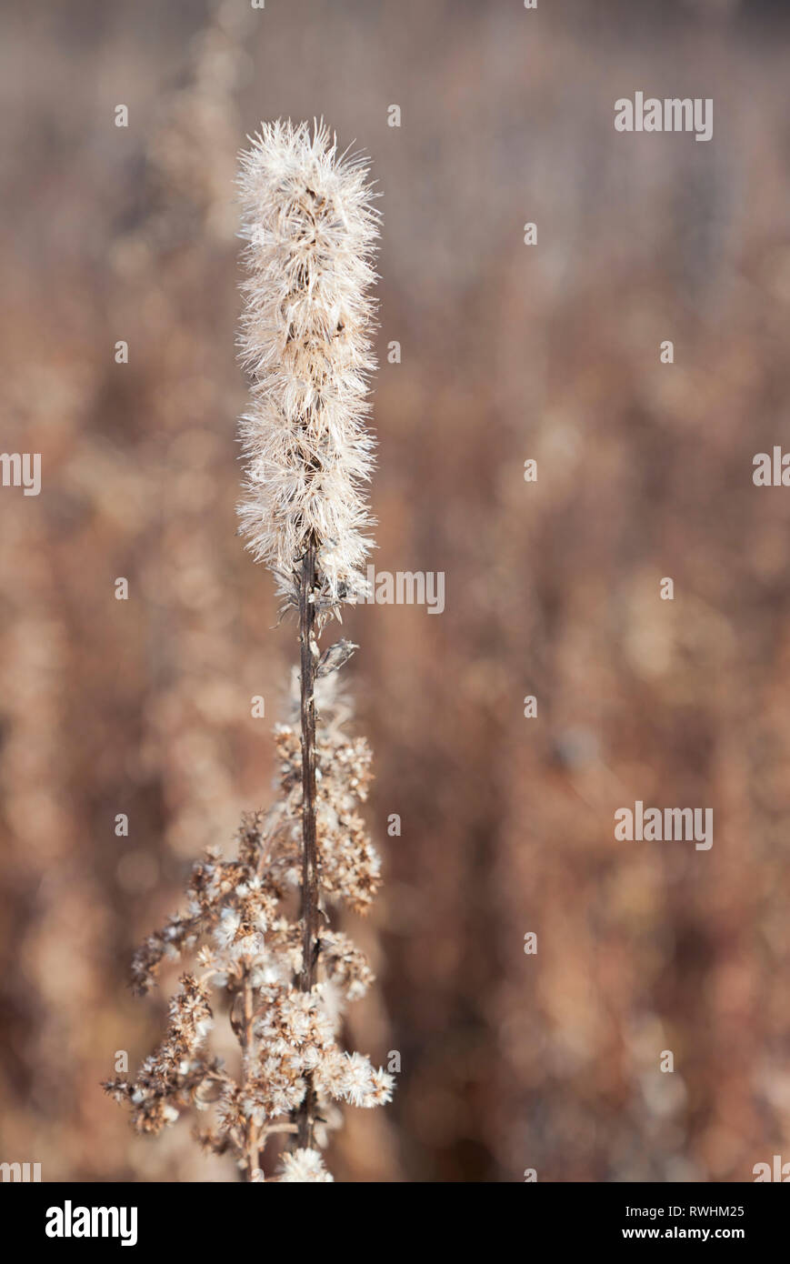 Piedi di altezza, una sfolgorante stella sorge in una prateria morente. Il fiore bianco del semi feathery appendere l'impianto prima di essere soffiata via in un autunno Foto Stock