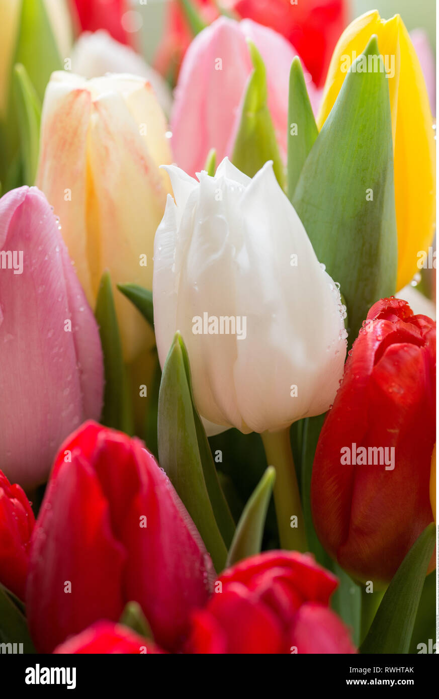 La botanica, multicolore tulip blossoms, attenzione! Per Greetingcard-Use / Postcard-Use nei Paesi di lingua tedesca talune restrizioni possono applicare Foto Stock