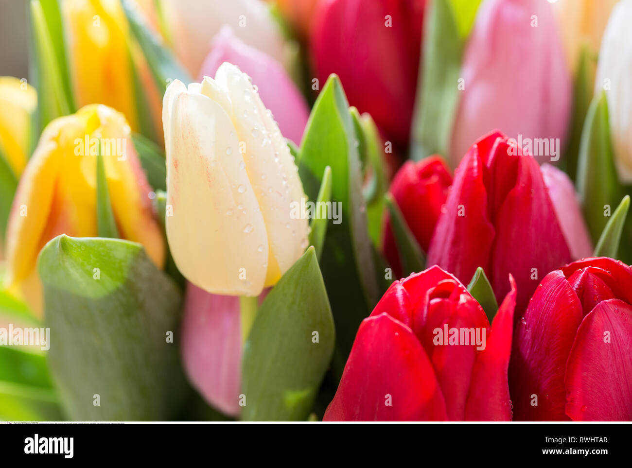 La botanica, multicolore tulip blossoms, attenzione! Per Greetingcard-Use / Postcard-Use nei Paesi di lingua tedesca talune restrizioni possono applicare Foto Stock