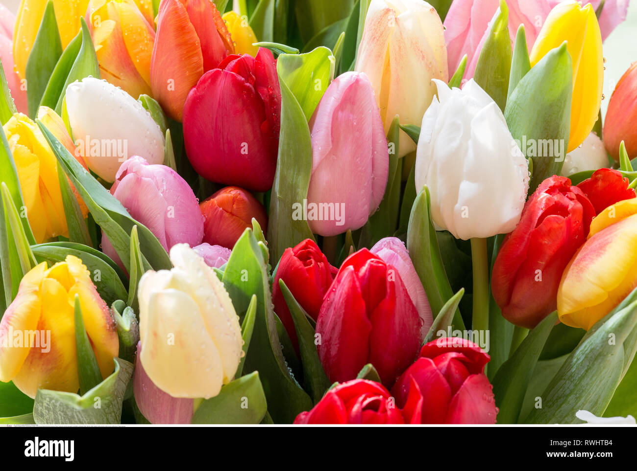 La botanica, multicolore tulip blossoms, attenzione! Per Greetingcard-Use / Postcard-Use nei Paesi di lingua tedesca talune restrizioni possono applicare Foto Stock