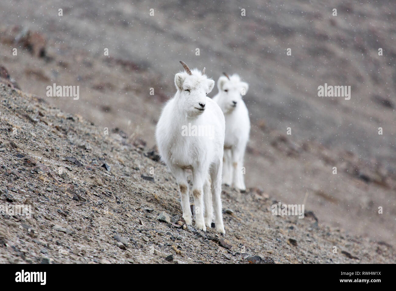 Dall pecore sulle pecore di montagna, Parco Nazionale Kluane, Yukon Territory, Canada Foto Stock