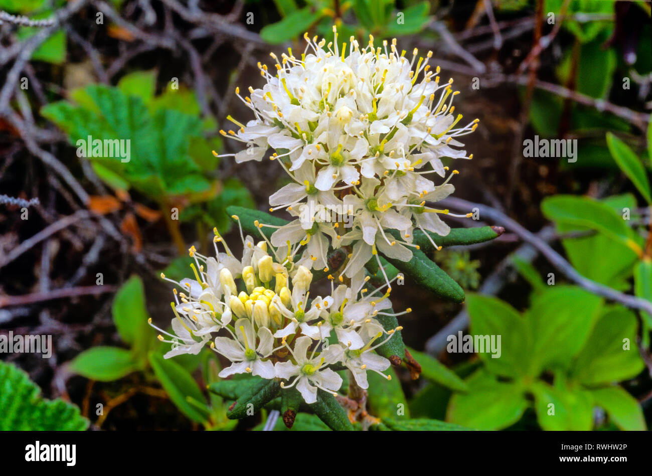 (Ledum groenlandicum), Labrador Tea, Ericaceae, vegetali, Plantae, millefiori, orizzontale Foto Stock
