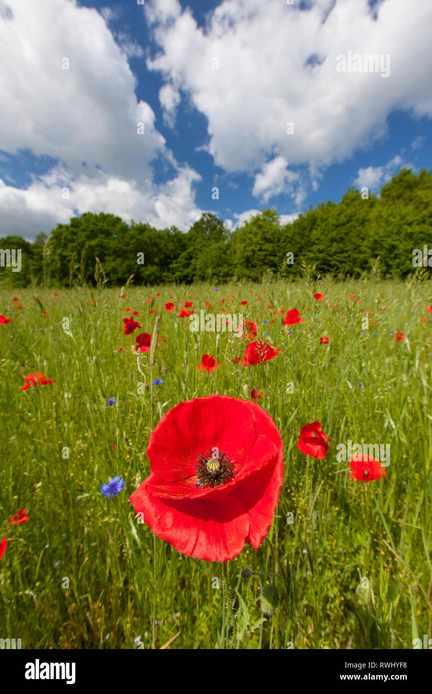 Papavero di campo di mais, semi di papavero, Fiandre Papavero (Papaver rhoeas) fioritura. Germania Foto Stock