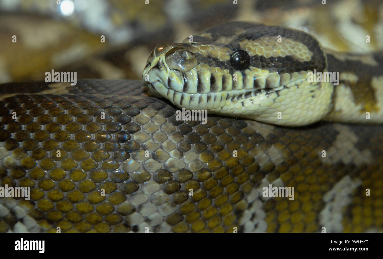 Asia, Singapore, Morelia spilota Foto Stock