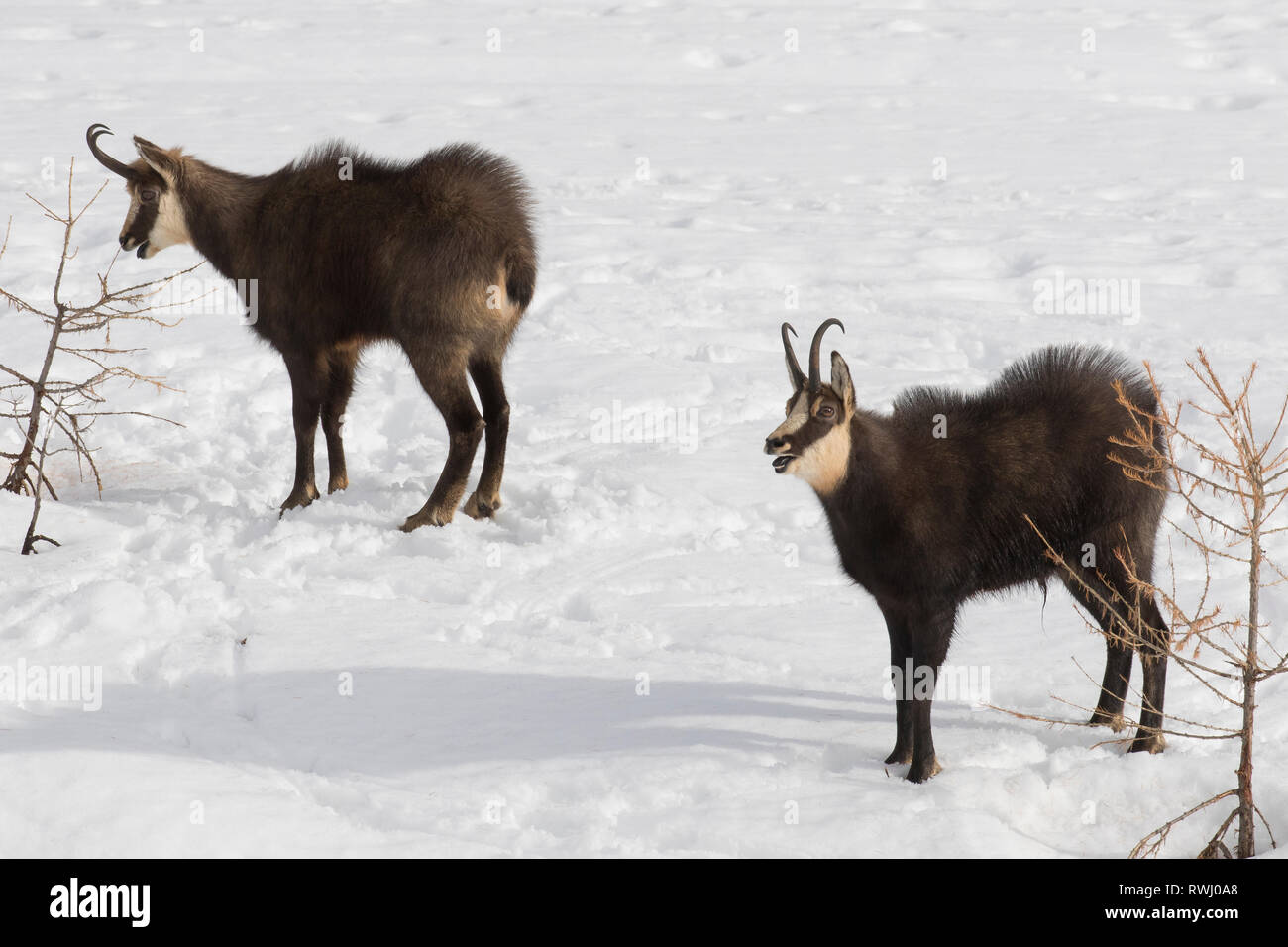 Il camoscio (Rupicapra rupicapra). Due maschi che minacciano ogni altro. Alpes, Italia Foto Stock
