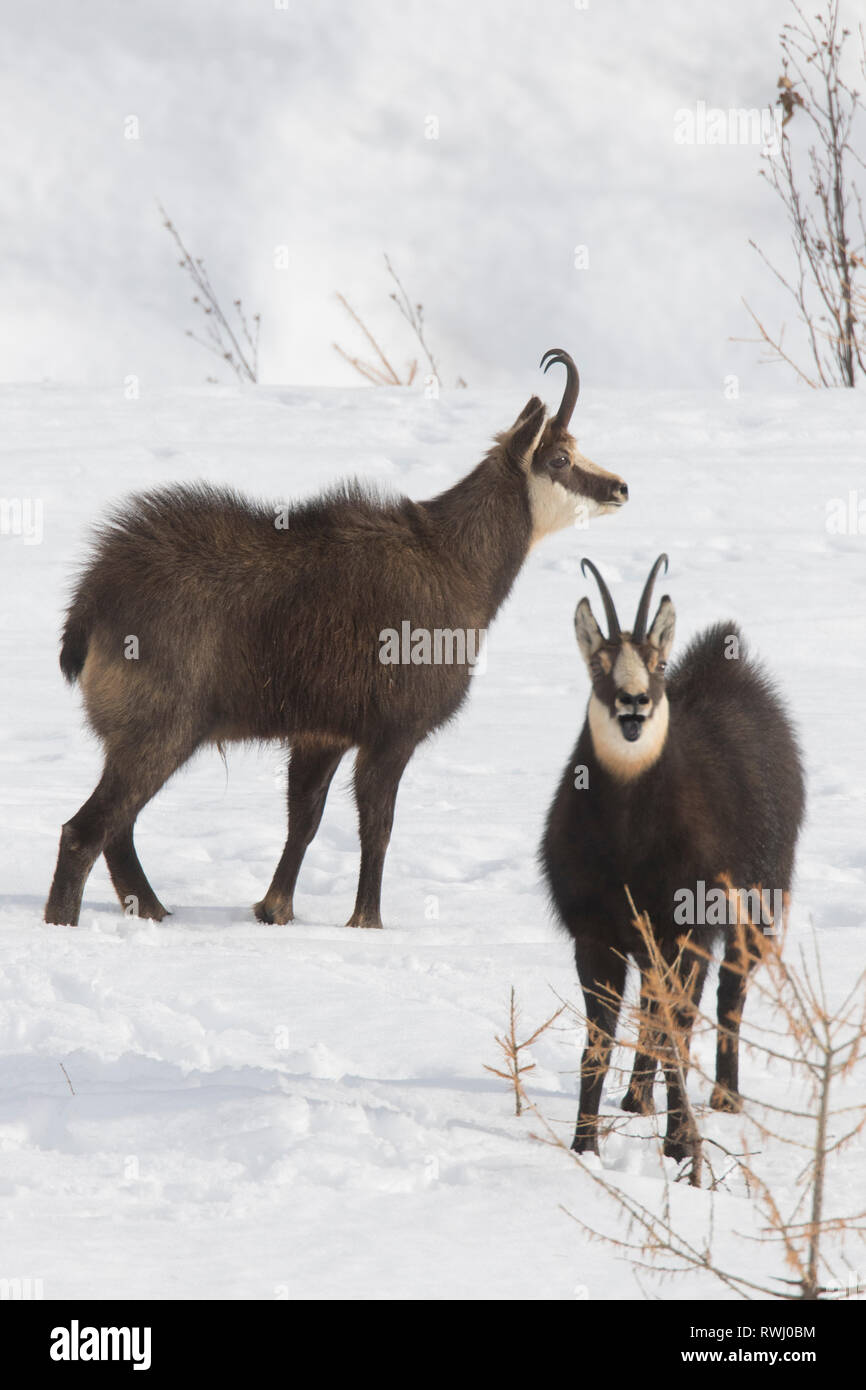 Il camoscio (Rupicapra rupicapra). Due maschi che minacciano ogni altro. Alpes, Italia Foto Stock