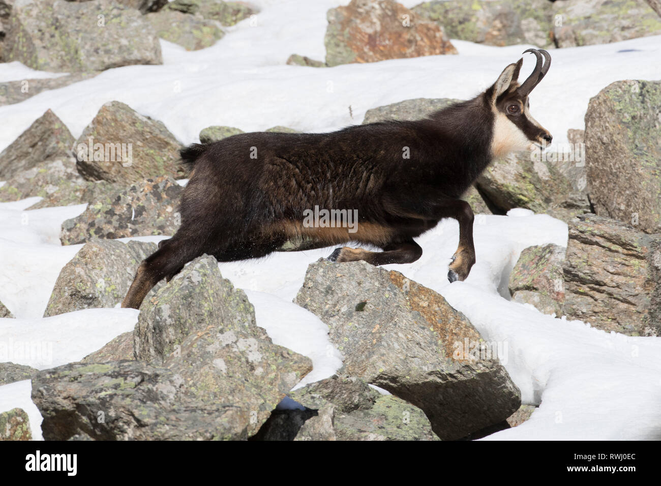 Il camoscio (Rupicapra rupicapra) maschio in fuga. Alpes, Italia Foto Stock