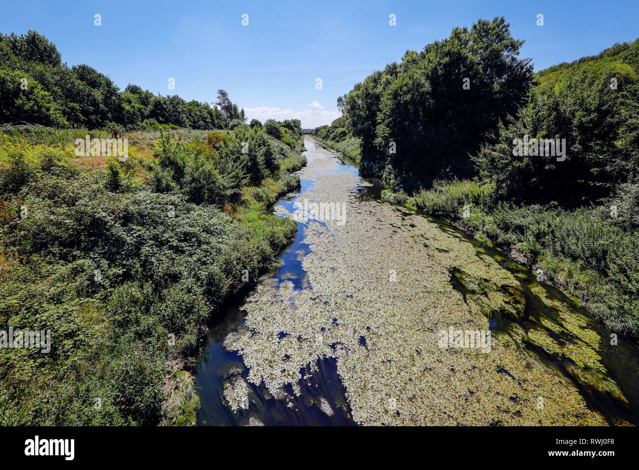 Dortmund, la zona della Ruhr, Renania settentrionale-Vestfalia, Germania - Emscher, fiume rinaturato in Dortmund-Deusen. La ricostruzione ecologica di Emscher syste Foto Stock