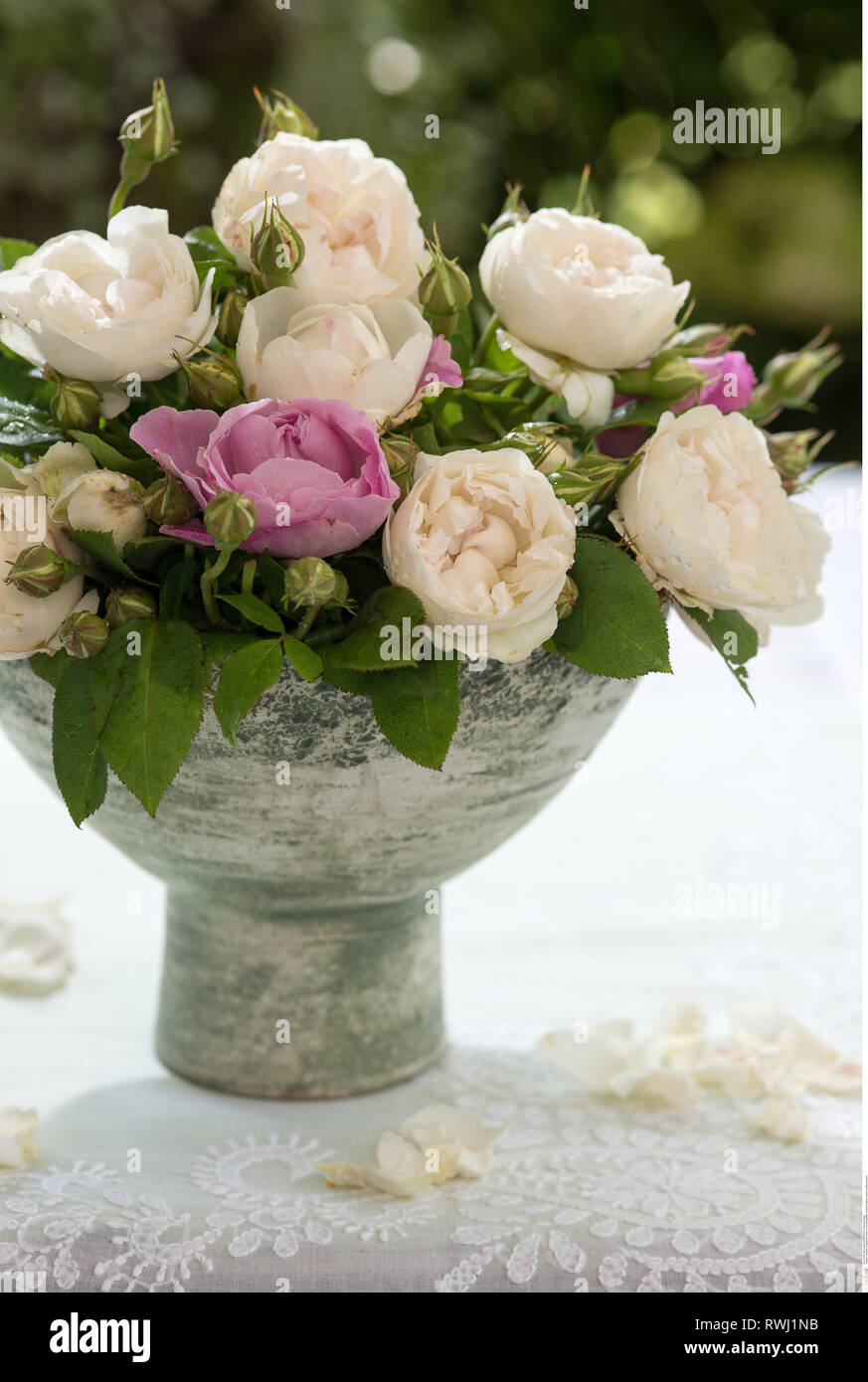 La botanica, rose inglesi nel vaso in ceramica, attenzione! Per Greetingcard-Use / Postcard-Use nei Paesi di lingua tedesca talune restrizioni possono applicare Foto Stock