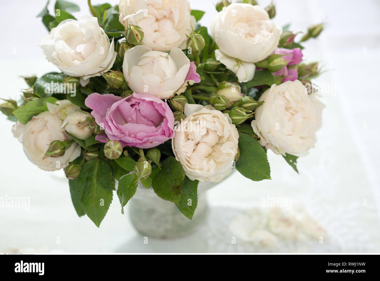 La botanica, rose inglesi nel vaso in ceramica, attenzione! Per Greetingcard-Use / Postcard-Use nei Paesi di lingua tedesca talune restrizioni possono applicare Foto Stock