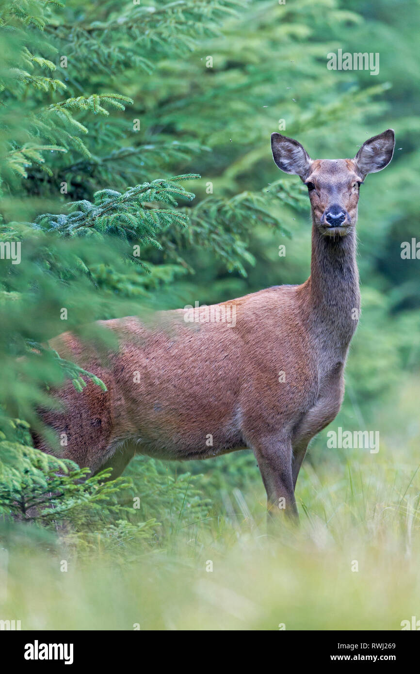 Il cervo (Cervus elaphus). Attento hind permanente al margine della foresta. Danimarca Foto Stock