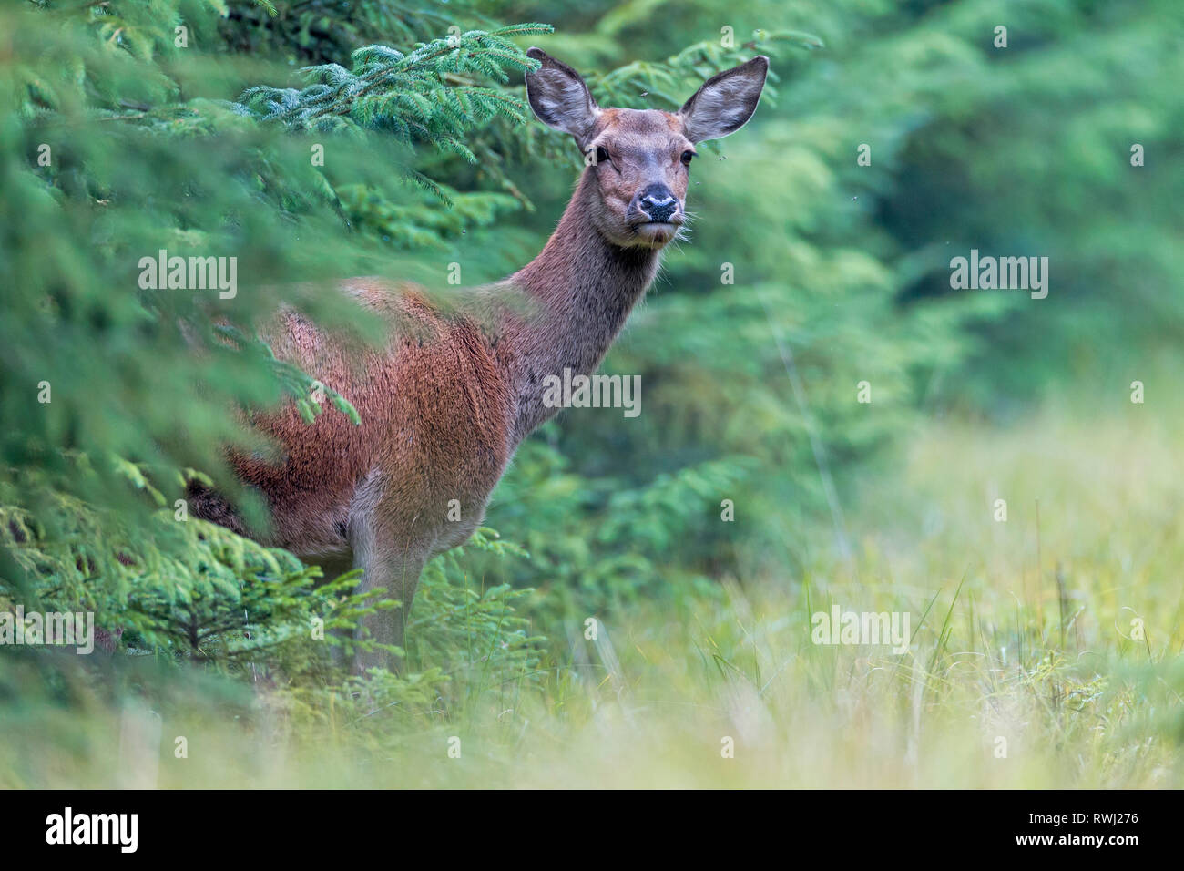 Il cervo (Cervus elaphus). Attento hind permanente al margine della foresta. Danimarca Foto Stock