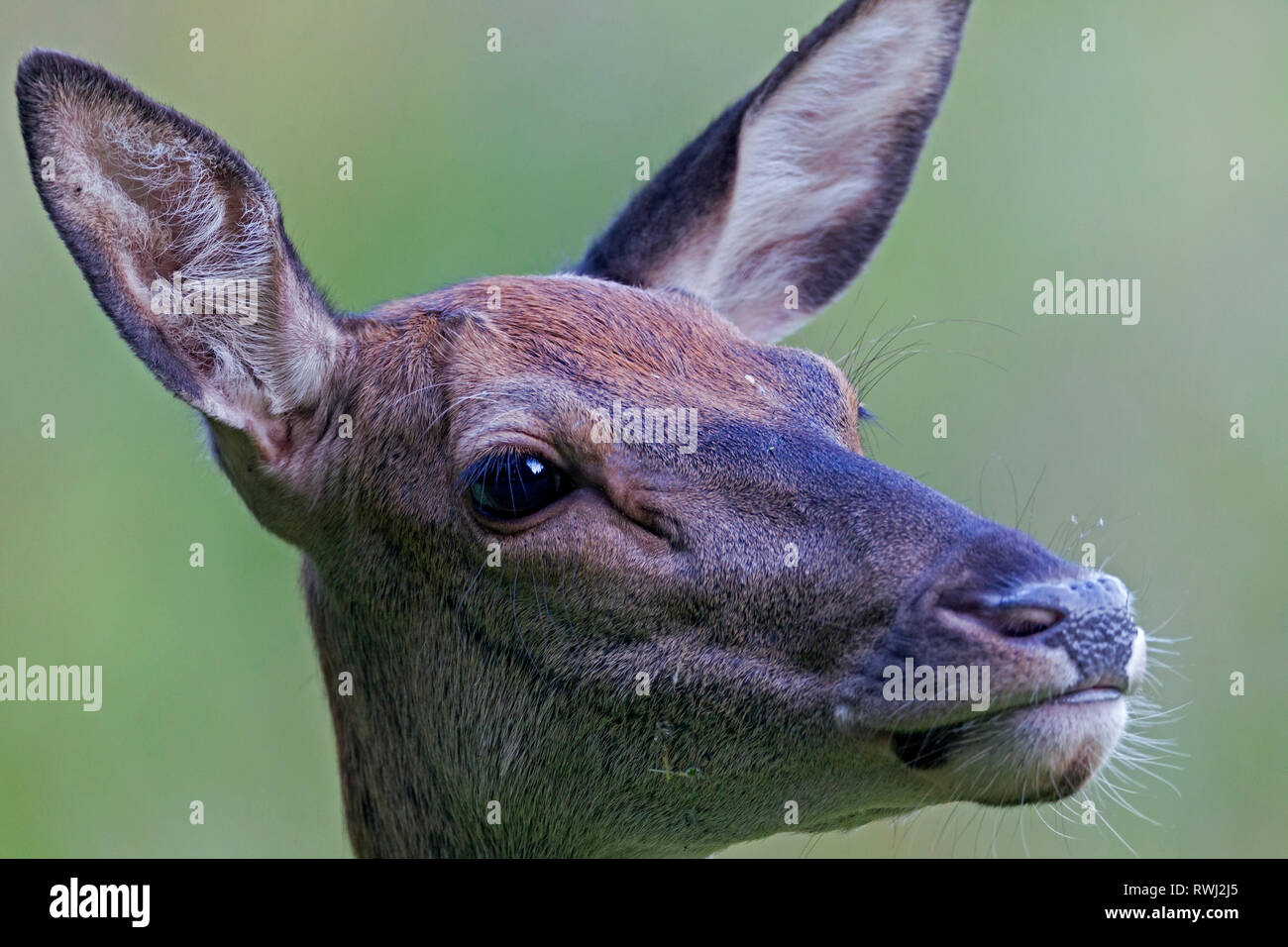 Il cervo (Cervus elaphus). Ritratto di una zampa posteriore. Germania Foto Stock