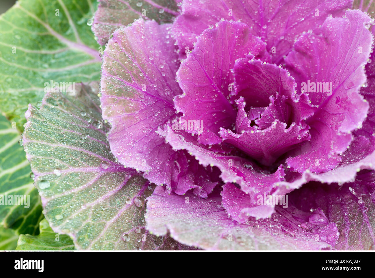 La botanica, Brassica oleracea con goccia di rugiada, attenzione! Per Greetingcard-Use / Postcard-Use nei Paesi di lingua tedesca talune restrizioni possono applicare Foto Stock