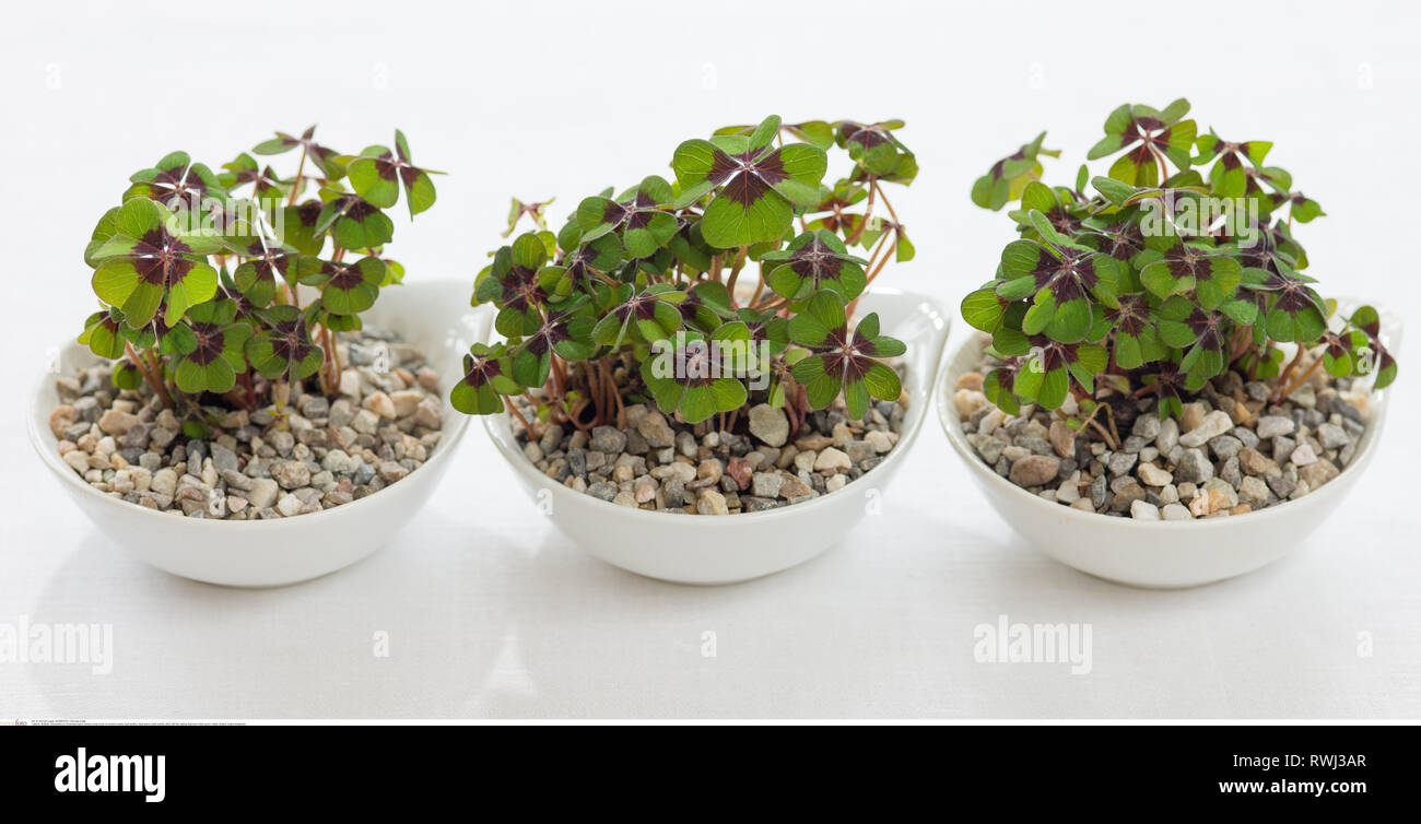 La botanica, Lucky Clover in ciotole di ceramica, attenzione! Per Greetingcard-Use / Postcard-Use nei Paesi di lingua tedesca talune restrizioni possono applicare Foto Stock