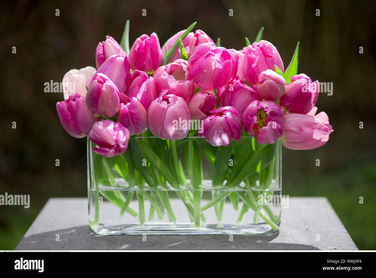 La botanica, rosa tulipani in acquario, attenzione! Per Greetingcard-Use / Postcard-Use nei Paesi di lingua tedesca talune restrizioni possono applicare Foto Stock