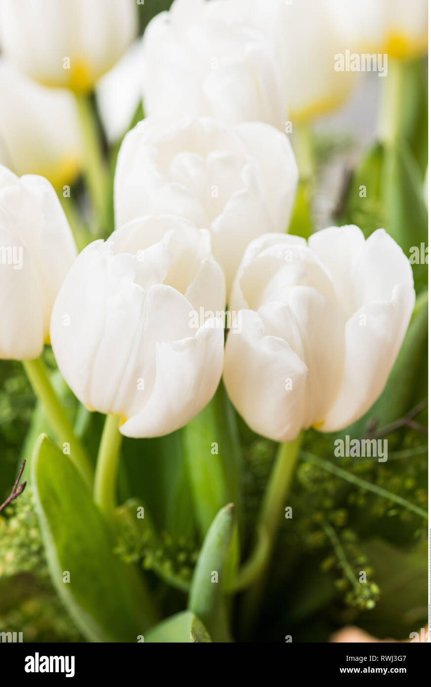 La botanica, white tulip blossoms, attenzione! Per Greetingcard-Use / Postcard-Use nei Paesi di lingua tedesca talune restrizioni possono applicare Foto Stock