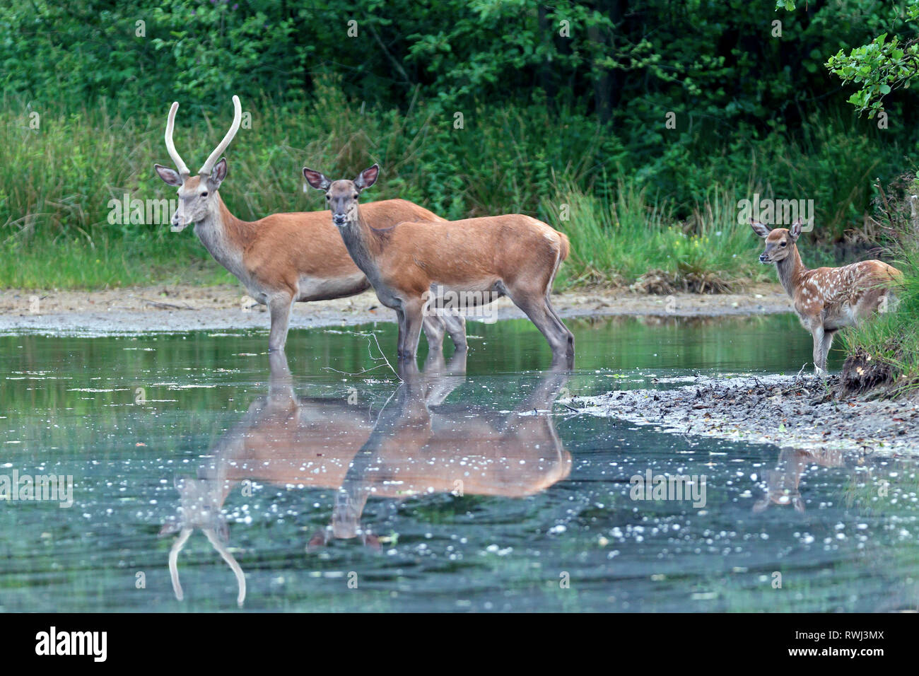 Il cervo (Cervus elaphus). Hind, brocket e vitello in una foresta pond. Germania Foto Stock