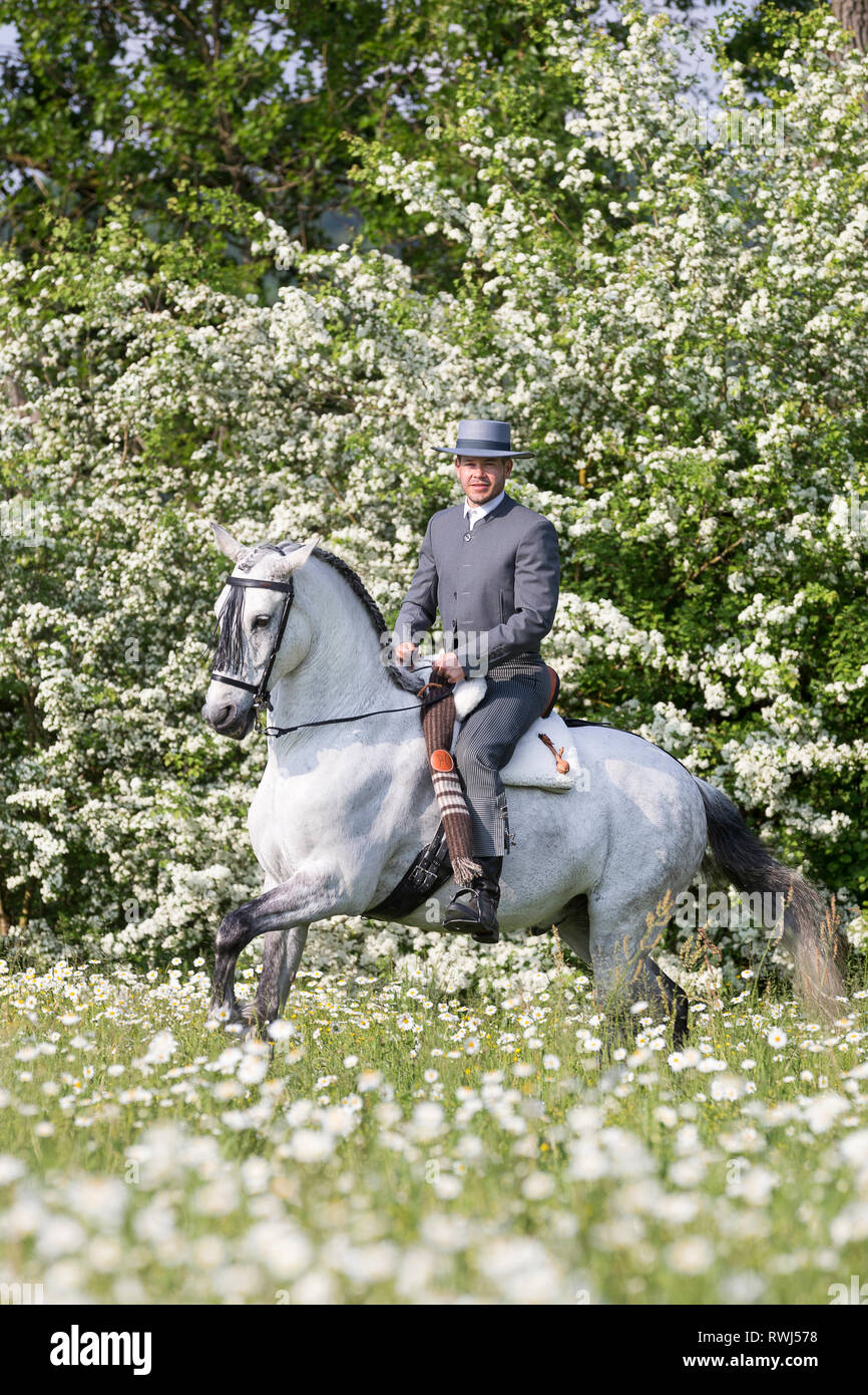 Puro Cavallo Spagnolo andaluso. Blind castrazione con il suo pilota e proprietario Sandro Huerzeler al galoppo in un prato fiorito. Svizzera Foto Stock