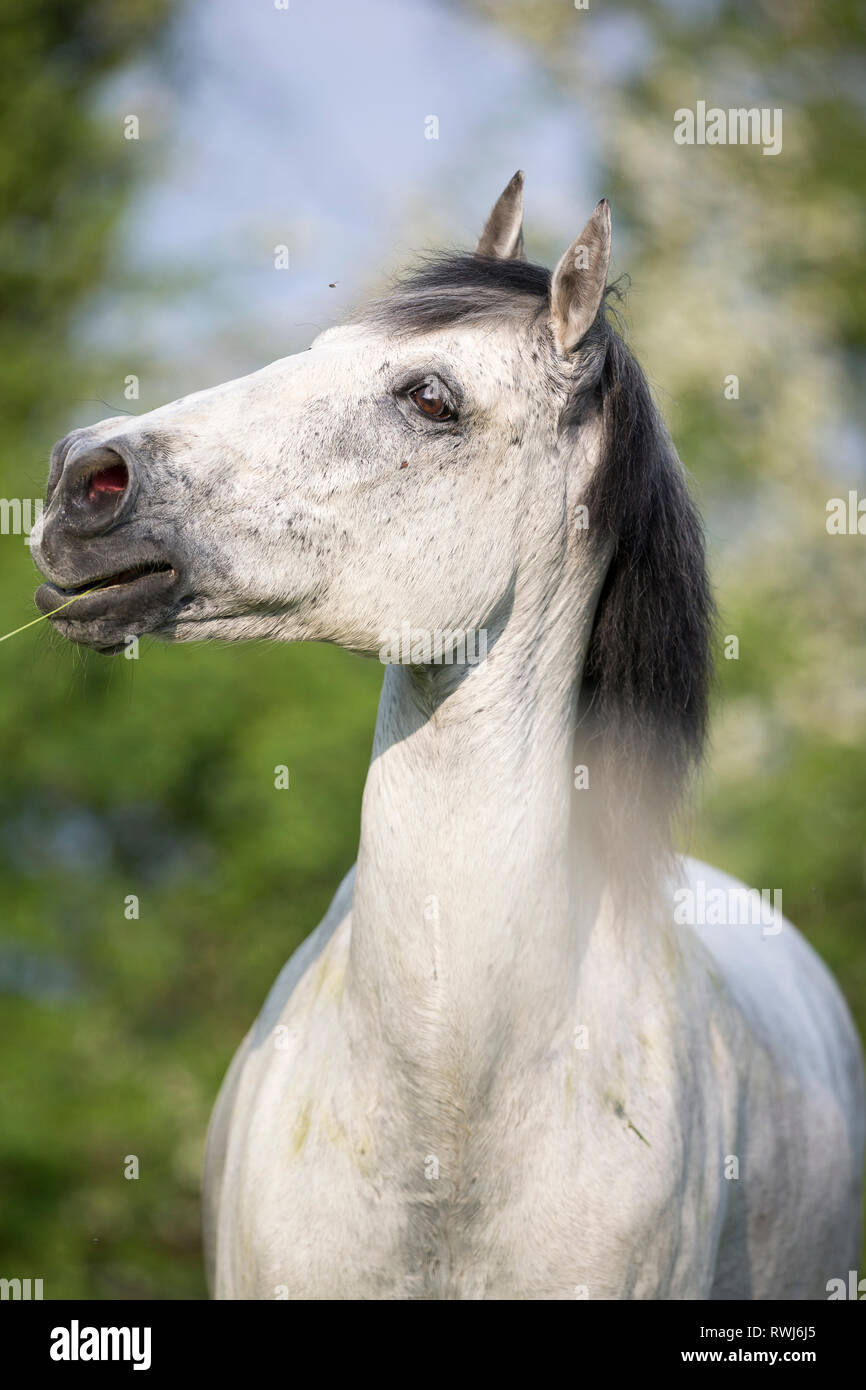 Puro Cavallo Spagnolo andaluso. Ritratto di grigio cieco castrazione. Svizzera Foto Stock