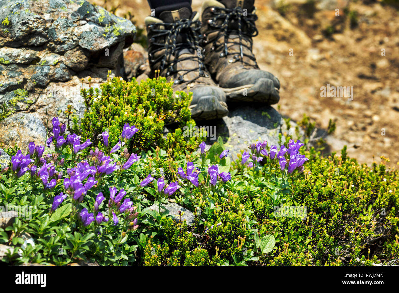 Viola fiori selvatici lungo un sentiero roccioso con gli escursionisti si avvia in background; British Columbia, Canada Foto Stock