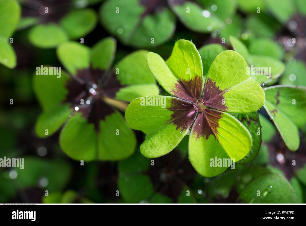 La botanica, Lucky Clover, attenzione! Per Greetingcard-Use / Postcard-Use nei Paesi di lingua tedesca talune restrizioni possono applicare Foto Stock