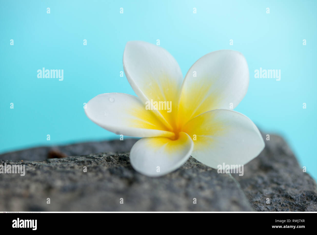 La botanica, Frangipani blossom, attenzione! Per Greetingcard-Use / Postcard-Use nei Paesi di lingua tedesca talune restrizioni possono applicare Foto Stock
