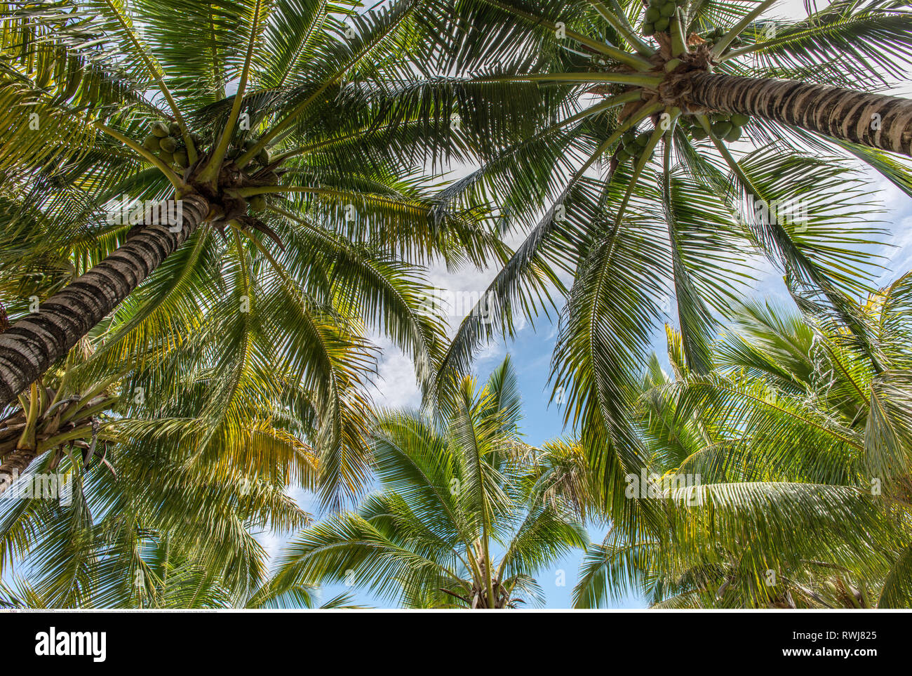 La botanica, alberi di cocco (Cocos nucifera) su th, attenzione! Per Greetingcard-Use / Postcard-Use nei Paesi di lingua tedesca talune restrizioni possono applicare Foto Stock