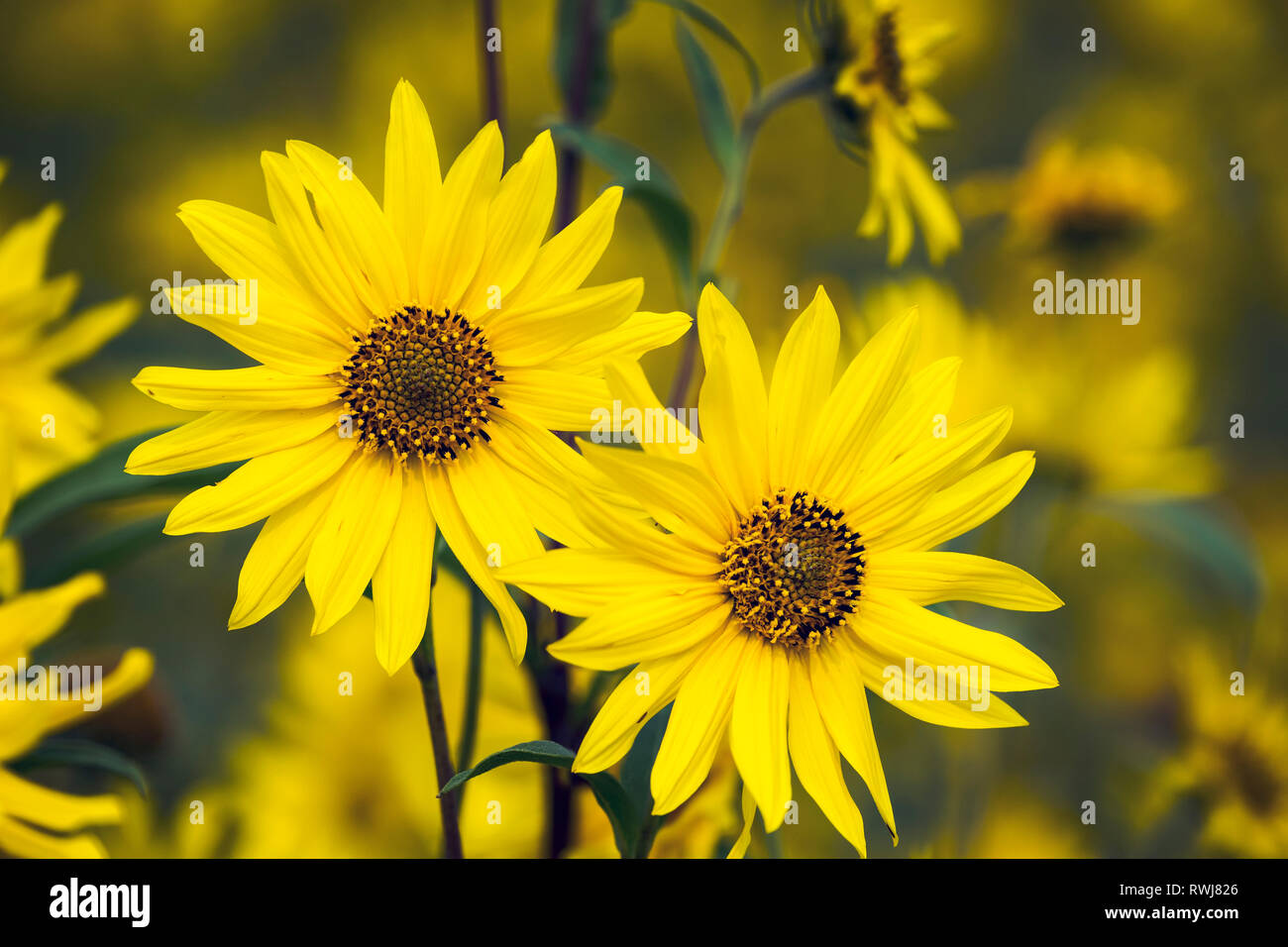 In prossimità dei due campi di girasoli in un campo di girasoli; Erickson, Manitoba, Canada Foto Stock