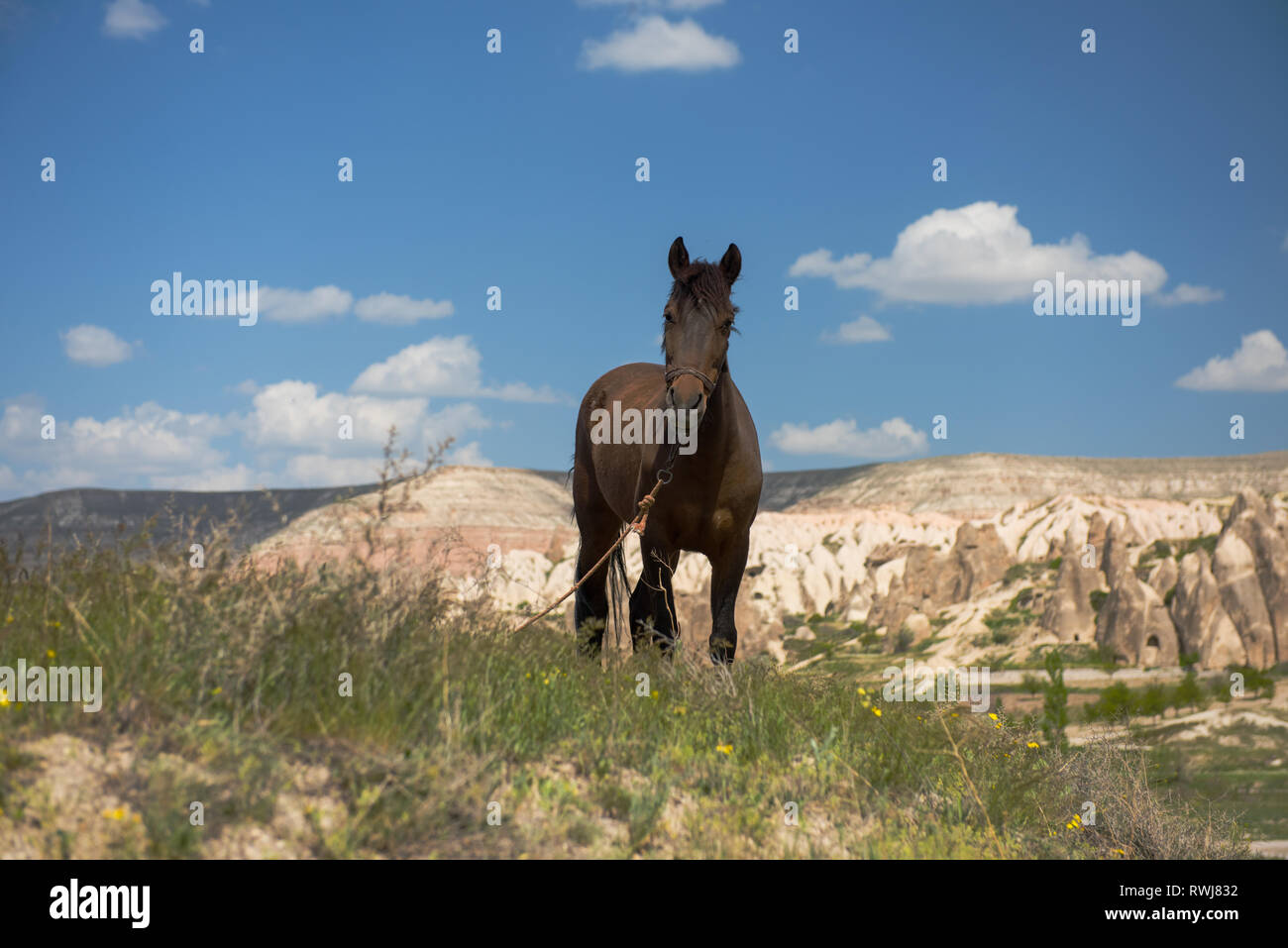 Un cavallo su Cappadocia paesaggio estivo, cielo blu, Turchia Foto Stock