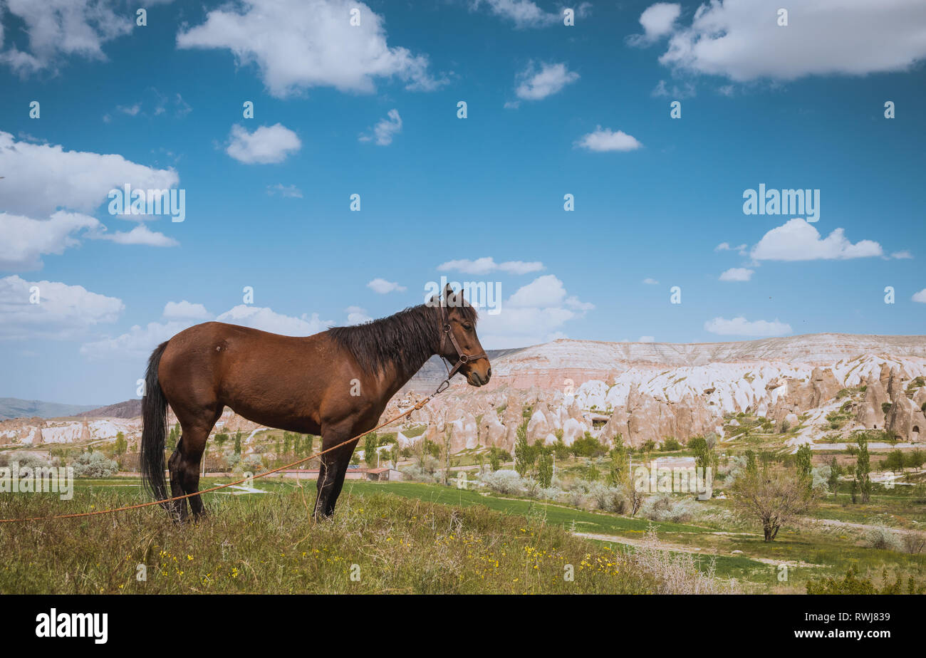 Un cavallo su Cappadocia paesaggio estivo, cielo blu, Turchia Foto Stock
