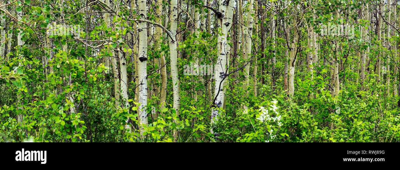 Panorama di betulla bianco tronchi di alberi in una foresta verde, a ovest di Calgary, Alberta, Canada Foto Stock