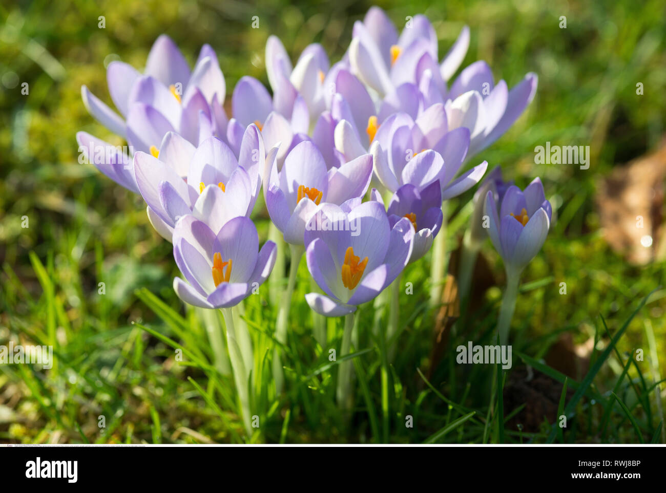 La botanica, luce-molla blu di crochi, attenzione! Per Greetingcard-Use / Postcard-Use nei Paesi di lingua tedesca talune restrizioni possono applicare Foto Stock