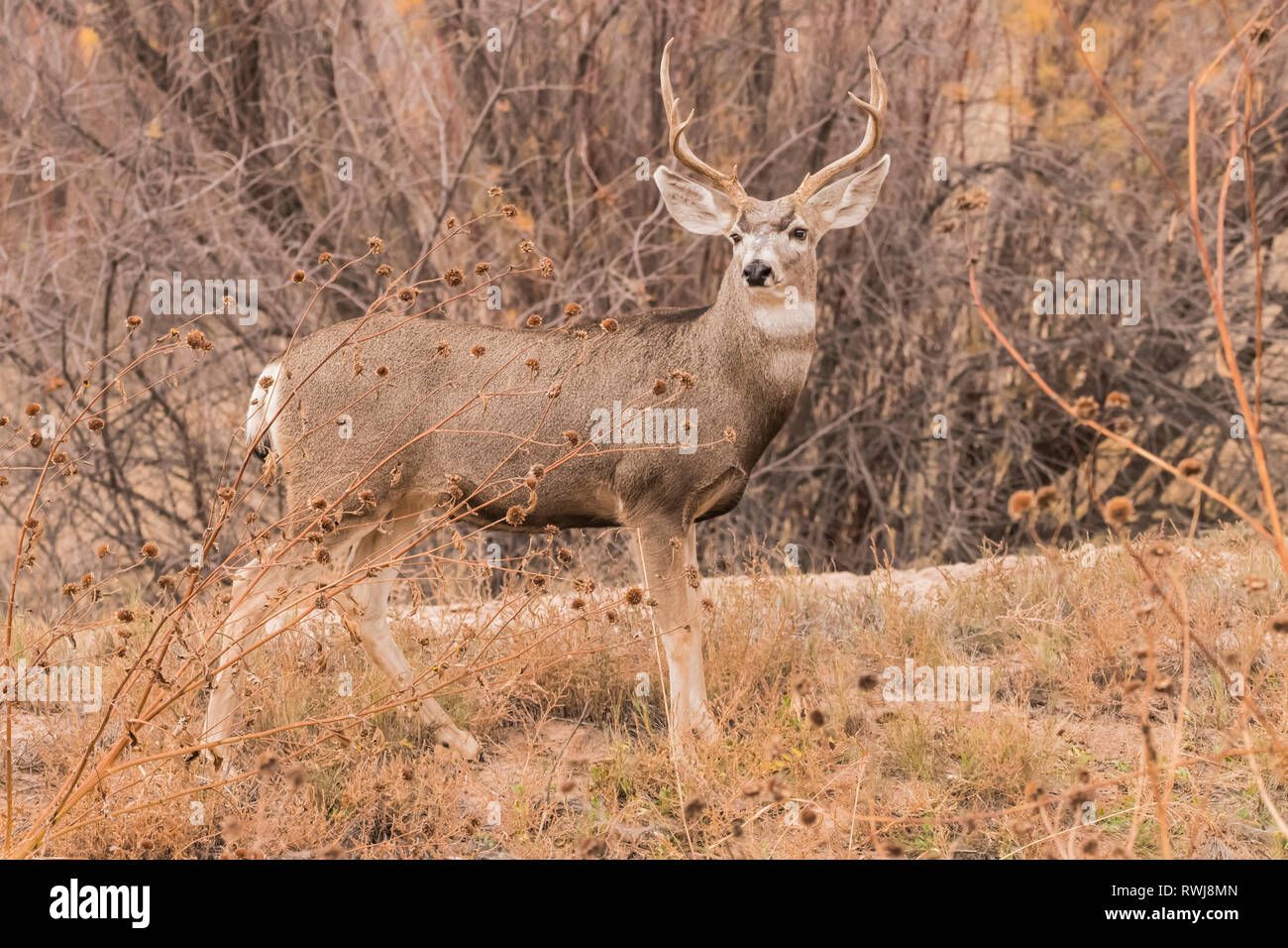 Maschio di Mule Deer (Odocoileus hemionus); Hokkaido, Giappone Foto Stock