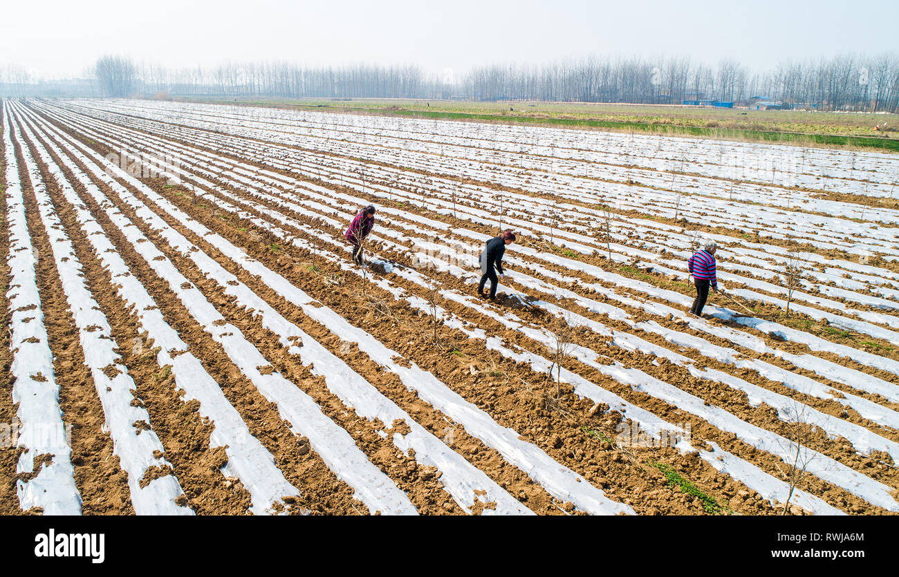 Suqian, cinese della provincia di Jiangsu. 6 Mar, 2019. Gli agricoltori per tenere in ordine il film di pacciamatura in Jinsuo Township, Sihong County, Suqian, est cinese della provincia di Jiangsu, 6 marzo 2019. Questo mercoledì segna il giorno di 'Jingzhe", che letteralmente significa la veglia di insetti, che è il terzo di una delle 24 termini solare sul calendario lunare cinese. Con l'aumento della temperatura, gli agricoltori sono impegnati con i loro lavori agricoli. Credito: Zhang Lianhua/Xinhua/Alamy Live News Foto Stock