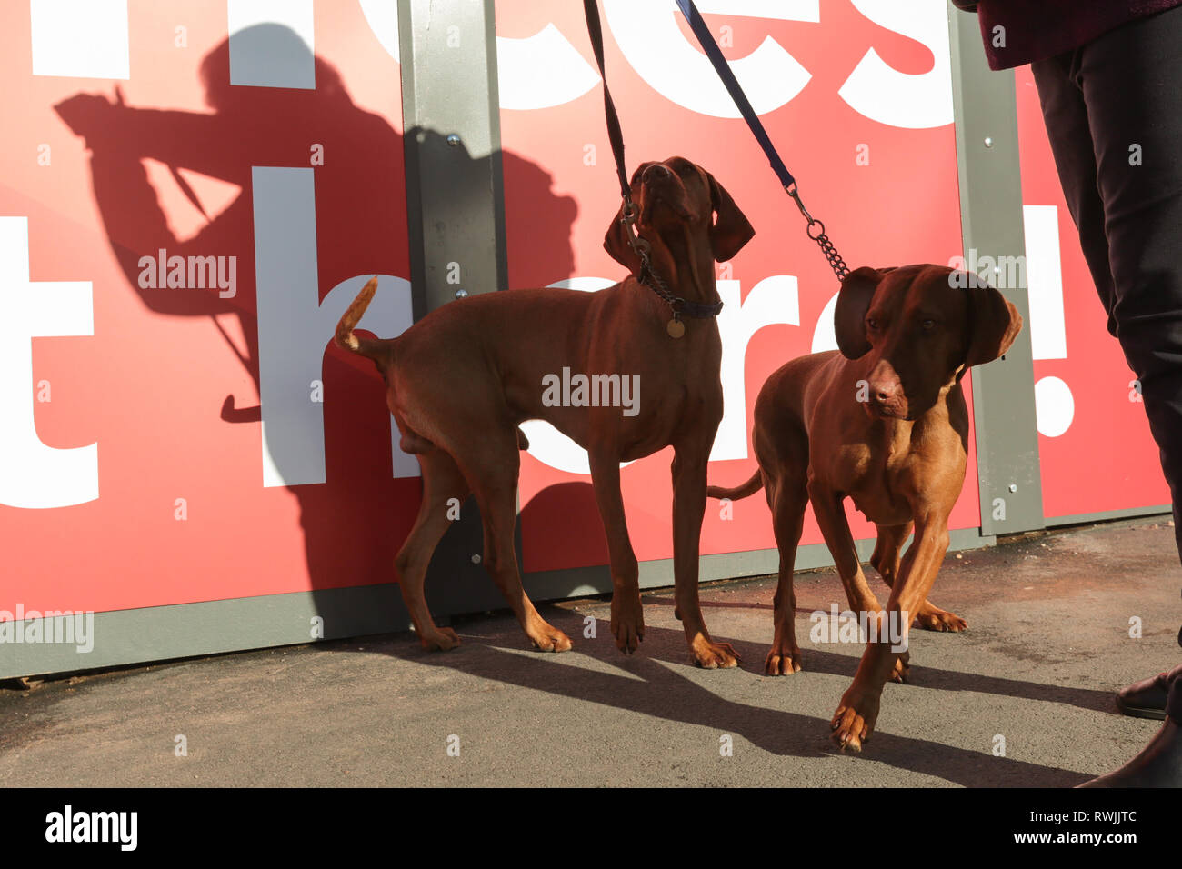 Birmingham, Regno Unito. 7 Mar, 2019. Visualizza i cani che arrivano con i loro proprietari per il primo giorno di Crufts 2019 che si terrà presso il NEC oltre quattro giorni. 27.000 i cani sono attesi per essere mostrato in quattro giorni, 220 razze diverse e con una stima di 165.000 gli amanti del cane la visita. Credito: Pietro Lopeman/Alamy Live News Foto Stock