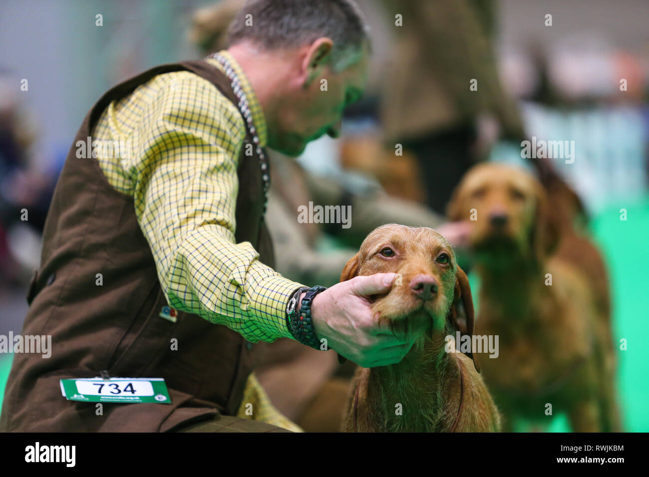 Birmingham, Regno Unito. 7 Mar, 2019. Gundogs sono in mostra il primo giorno di Crufts 2019 che si terrà presso il NEC oltre quattro giorni. 27.000 i cani sono attesi per essere mostrato in quattro giorni, 220 razze diverse e con una stima di 165.000 gli amanti del cane la visita. Credito: Pietro Lopeman/Alamy Live News Foto Stock
