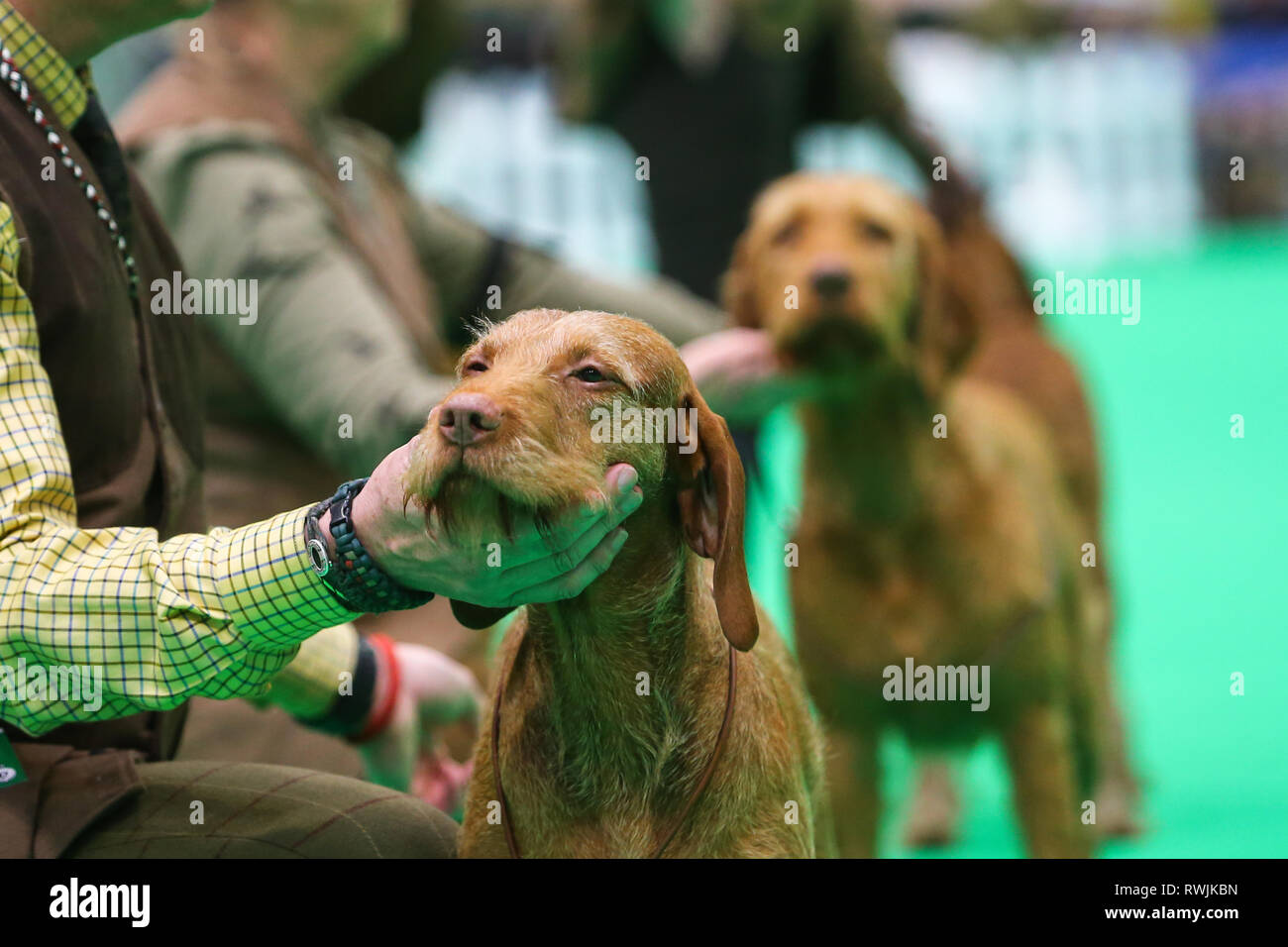 Birmingham, Regno Unito. 7 Mar, 2019. Gundogs sono in mostra il primo giorno di Crufts 2019 che si terrà presso il NEC oltre quattro giorni. 27.000 i cani sono attesi per essere mostrato in quattro giorni, 220 razze diverse e con una stima di 165.000 gli amanti del cane la visita. Credito: Pietro Lopeman/Alamy Live News Foto Stock