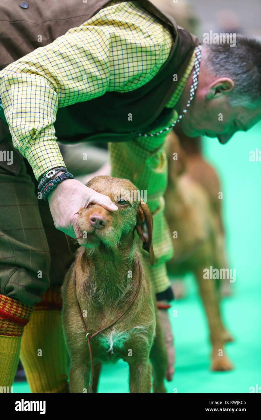 Birmingham, Regno Unito. 7 Mar, 2019. Gundogs sono in mostra il primo giorno di Crufts 2019 che si terrà presso il NEC oltre quattro giorni. 27.000 i cani sono attesi per essere mostrato in quattro giorni, 220 razze diverse e con una stima di 165.000 gli amanti del cane la visita. Credito: Pietro Lopeman/Alamy Live News Foto Stock