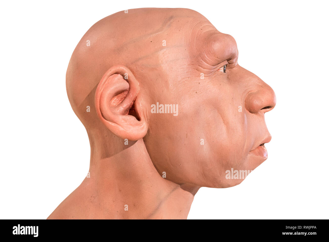 Busto a grandezza naturale Neanderthal al Montilla Local History Museum, Cordoba, Spagna. Scolpito da JM Serrano. Da un lato Foto Stock