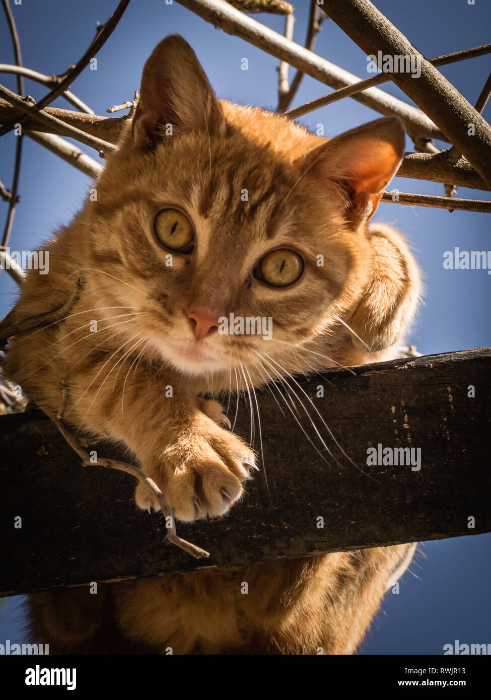 Adorabile gatto arancione guardando in giù in una struttura ad albero. Foto Stock