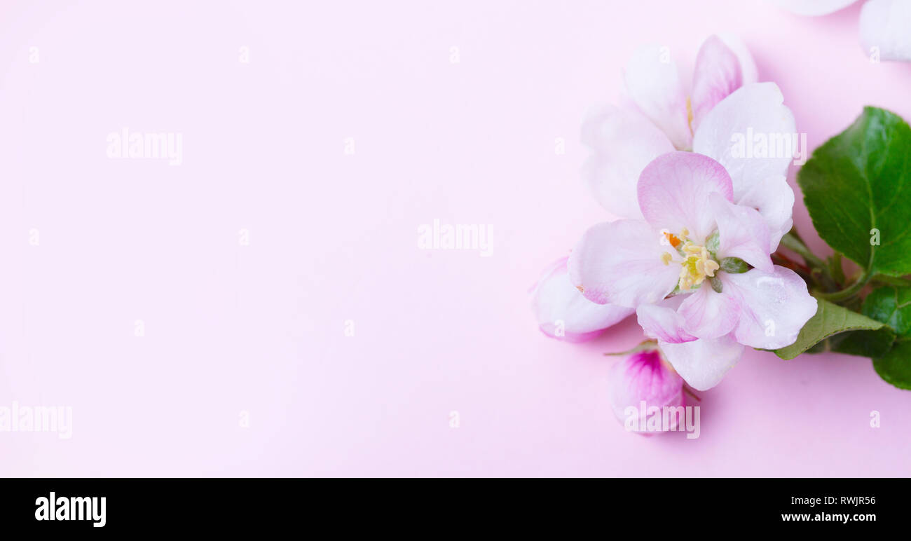 Molla albero di fiori Foto Stock