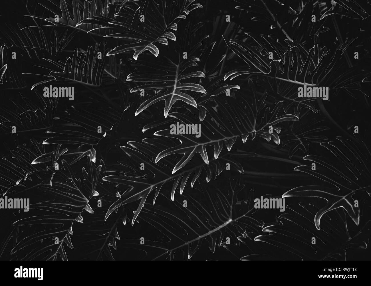In bianco e nero di foglie tropicali,sfondo giungla pattern in foglia Foto Stock