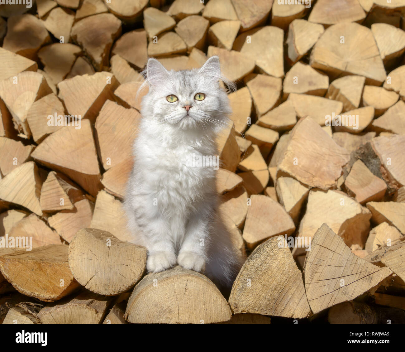 Carino Young British Longhair Cat kitten, nero-argento-Spotted Tabby-, seduto su una pila di registri in un giardino e guardando curiosamente Foto Stock