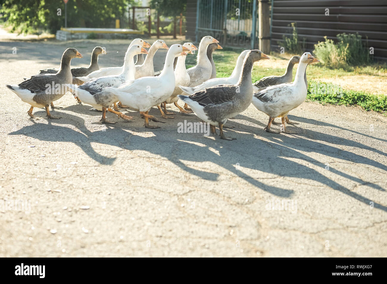 Un branco di oche di pascolare su una strada rurale, gettando ombre sull'asfalto Foto Stock