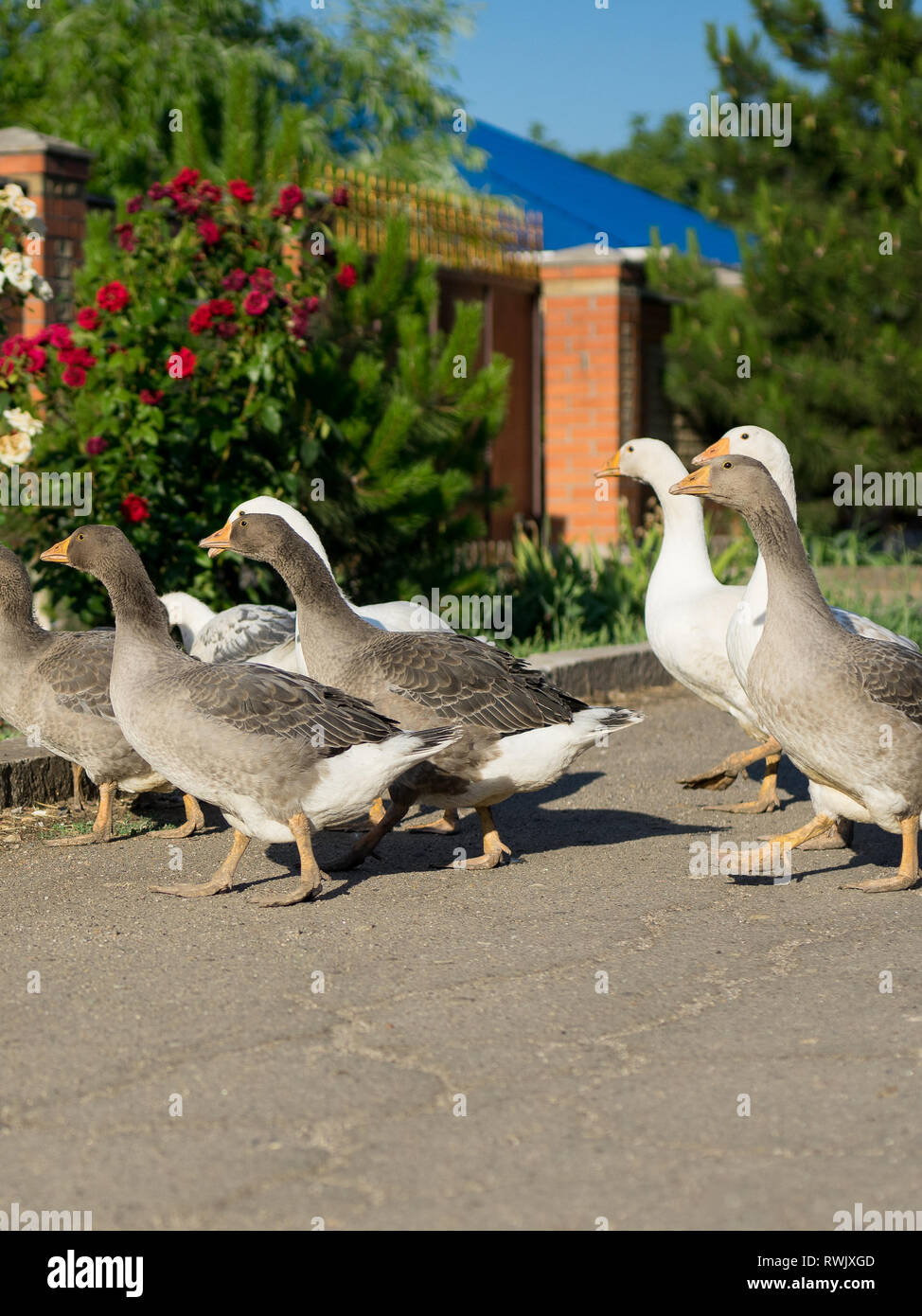 Un branco di oche di pascolare su una strada rurale, gettando ombre sull'asfalto Foto Stock
