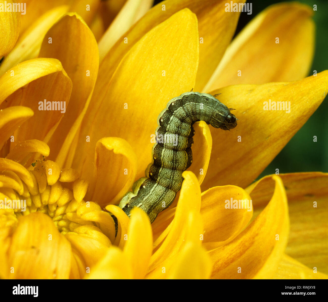 Minor armyworm (Spodoptera exigua) caterpillar parassiti delle piante  ornamentali in fiore del crisantemo Foto stock - Alamy
