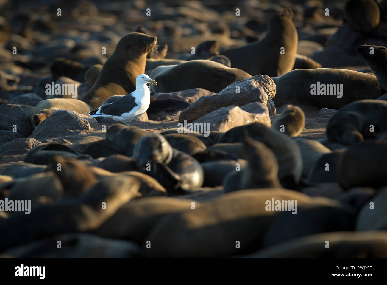 Un gabbiano passeggiate attraverso la colonia di foche di Cape Cross sullo scheletro costa della Namibia. Foto Stock