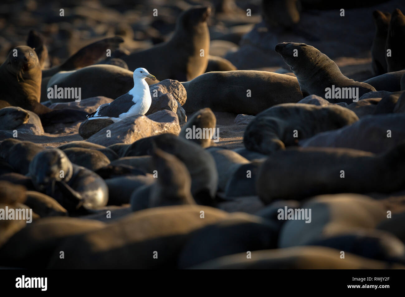 Un gabbiano passeggiate attraverso la colonia di foche di Cape Cross sullo scheletro costa della Namibia. Foto Stock