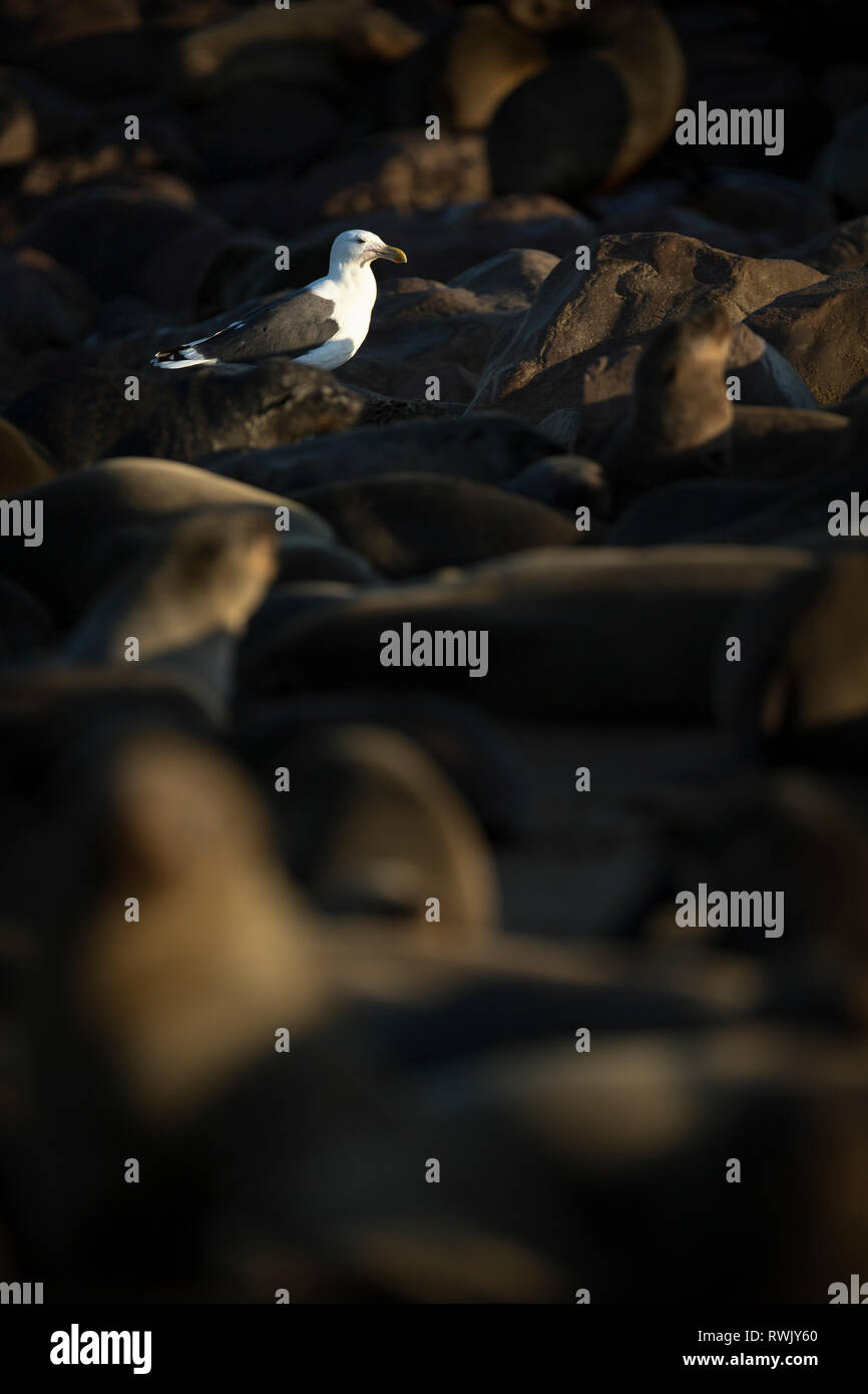 Un gabbiano passeggiate attraverso la colonia di foche di Cape Cross sullo scheletro costa della Namibia. Foto Stock